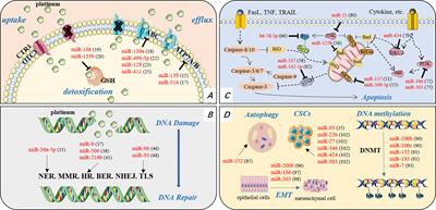 Double Insurance for OC: miRNA-Mediated Platinum Resistance and Immune Escape